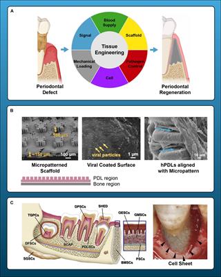 Regenerative Medicine Technologies to Treat Dental, Oral, and Craniofacial Defects